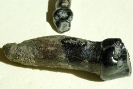 Halitherium schinzi
