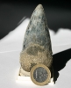 Carcharocles angustidens