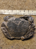 Coeloma ( Coeloma ) latifrons
