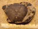 Coeloma balticum