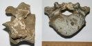 Wirbel von Halitherium schinzi