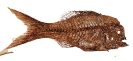 Abromasta microdon 
