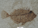 Aspesiganus margaritae Bannikov and Tyler 2002