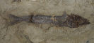 Ductor vestenae VOLTA, 1796
