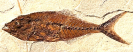 Thunfisch Thunnus lanceolatus