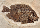Tylerichthys nuchalis