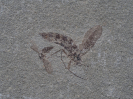 Sciara willershausensis und S. strausi