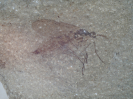 Sciara willershausensis Kohring & Schlüter, 1993