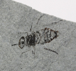 Stomoxys sp.