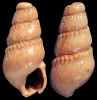 Parthenina nodifera (Sorgenfrei, 1958)