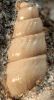 Parthenina nodifera (Sorgenfrei, 1958)