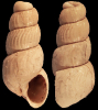 Parthenina toftlundensis (Sorgenfrei, 1958)