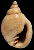 Ringicula minor (Grateloup, 1838)