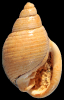 Ringicula striata Philippi, 1844