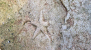 Ruhespur Asteriacites stelliformis