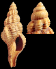 Streptodictyon cheruscus (Philippi, 1843)