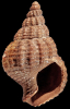 Tritia crassispiralis (van Voorthuysen, 1944)
