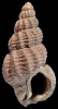 Tritia sororcula (Peyrot, 1925)