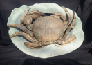 Tumidocarcinus giganteus