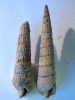 Strioterebrum hoernesi (BEYRICH 1854)