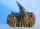 Notorynchus sp.