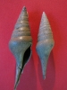 Turricula (Turricula) steinvorthi (SEMPER 1872)