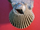 Aequipecten angelonii (STEFFANI & PANTANELLI 1880)