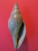 Scaphella bolli (KOCH 1862)