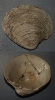 Venus (Dosina) multilamella (LAMARCK 1818)