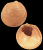 Aspalima decussata (Nyst & Westendorp, 1839)