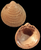Aspalima lamellata (Lehmann, 1885)