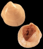 Axinulus germanicus A.W. Janssen, 1972