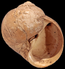 Cochlis benecki (Koenen, 1882)