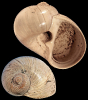 Cochlis sp.