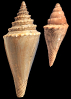 Conilithes poulsenii (Mörch, 1874)