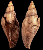 Daphnella defectiva Janse & A.W. Janssen,1983
