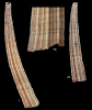 Dentalium pseudomutabile (R. Janssen, 1989)