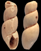 Ebala sp. 1
