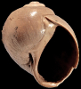 Euspira edithae A.W. Janssen, 1972