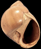 Euspira sp.