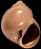 Euspira staringi A.W. Janssen, 1969