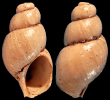 Hyala regiorivi (A.W. Janssen, 1967)