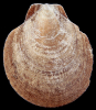 Korobkovia woodii (Nyst, 1861)