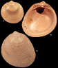 Limopsis aurita (Brocchi, 1814)