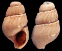 Parthenina nodifera (Sorgenfrei, 1958)