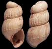 Parthenina sp. 1