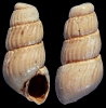 Parthenina toftlundensis (Sorgenfrei, 1958)