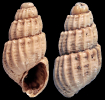 Pyrgulina sp.