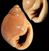 Ringicula promarginata Sacco, 1892