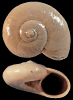 Solariorbis hosiusi (A.W. Janssen, 1967)